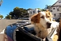 Automotive Humor: Dogs in Cars - California