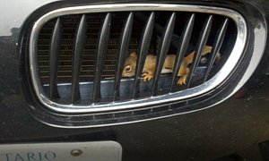 Baby Squirrels Rescued from BMW M Engine
