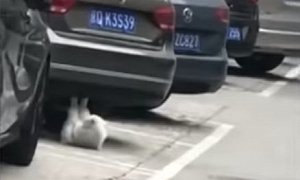 Badass Cat Uses Parked Car to Do Sit-Ups