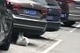 Badass Cat Uses Parked Car to Do Sit-Ups