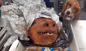 Beagle Intercepts Roasted Pig Head at Atlanta Airport