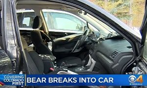 Bear Completely Trashes Subaru Forester Looking For Gummy Bears
