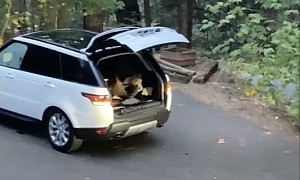 Bear Spends the Night in a Range Rover, Finds the SUV Rather Uncomfortable