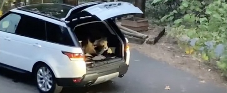 The bear spent the night inside the SUV