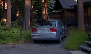 Bear Trapped in Honda Civic Is Set Free With Beanbag Gun