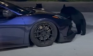 Bears Check Out Corvette C8, Owner's Heart Skips a Beat