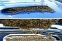 Bees Nesting In Subaru WRX STI Intercooler Are... Not Cool