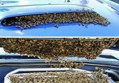 Bees Nesting In Subaru WRX STI Intercooler Are... Not Cool