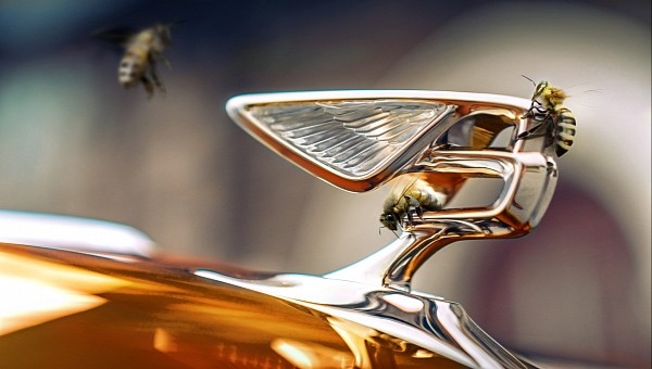 Bentley's 2022 Honey Harvest 