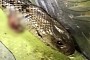 Best Speeding Excuse, Courtesy of Australia: Deadly Snake Wrapped Around the Leg