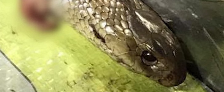 Driver fights off deadly snake while speeding on the highway