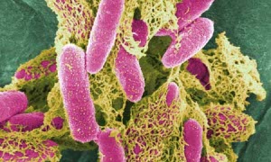 Better Biofuels from E.coli