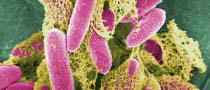 Better Biofuels from E.coli