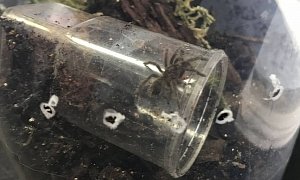 Bird-Eating Spiders on the Loose in Derbyshire After Car Runs Over Pots