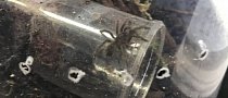 Bird-Eating Spiders on the Loose in Derbyshire After Car Runs Over Pots
