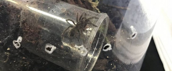 One of the baby Brazilian spiders recovered in a parking lot in Derbyshire