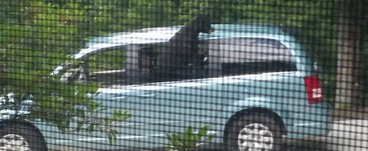 Bear slips inside parked minivan, eats driver's lunch, leaves on its own
