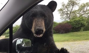 Black Bear Tries to Get Into Subaru With Woman Inside