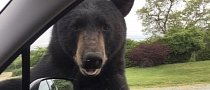 Black Bear Tries to Get Into Subaru With Woman Inside