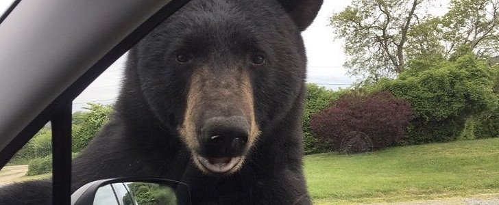 Bear tries to get into Subaru, driver fights to keep him out of it