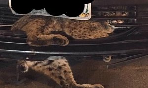 Bobcat Survives 50-Mile Trip Stuck in Prius Grille after Being Hit