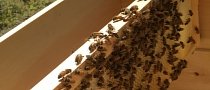 Boxes of Bees Fall Off Truck, Police Shut Down Road for Several Hours