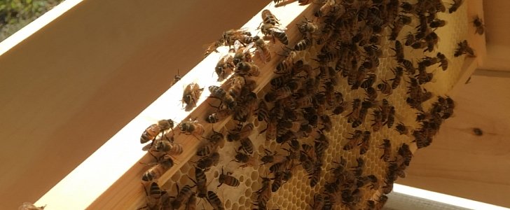 Thousands of bees escape from transport truck after boxes spill on the road