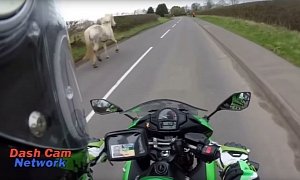 British Motorcyclist Turns into Cowboy, Stops Horse Running Rampant on the Road