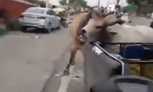 Bulls Lock Horns on Busy Street, Crash Into Tuk-Tuk