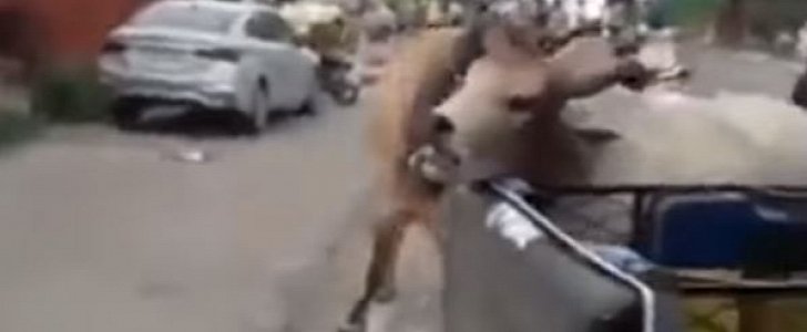 Bulls lock horns on busy road, one of them crashes into a rickshaw