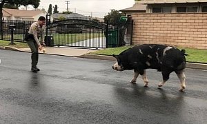 California Cops Use Poppin’ Jalapeno Doritos to Lure Pig From Traffic