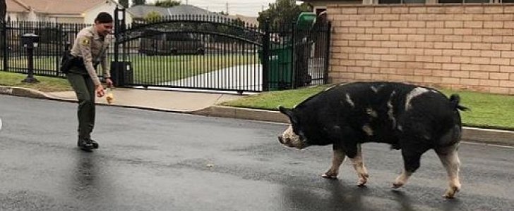 San Bernardino Deputy lures pig from traffic with Doritos