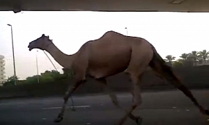 Camel Races Along Highway in Dubai