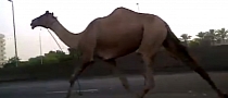 Camel Races Along Highway in Dubai
