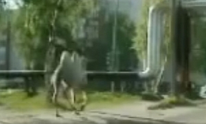 Camel Spotted in Russian Traffic