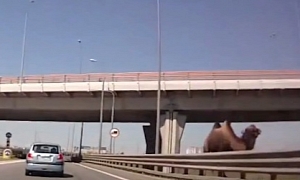 Camel Spotted On... Russian Highway