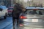 Canadians Are Urged Not to Let Moose Lick Their Cars