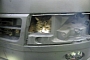 Cat Stuck in Bumper Survives Car Wash and Drive