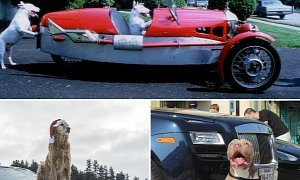 Cars and Dogs Is a Really Hot Trend Right Now