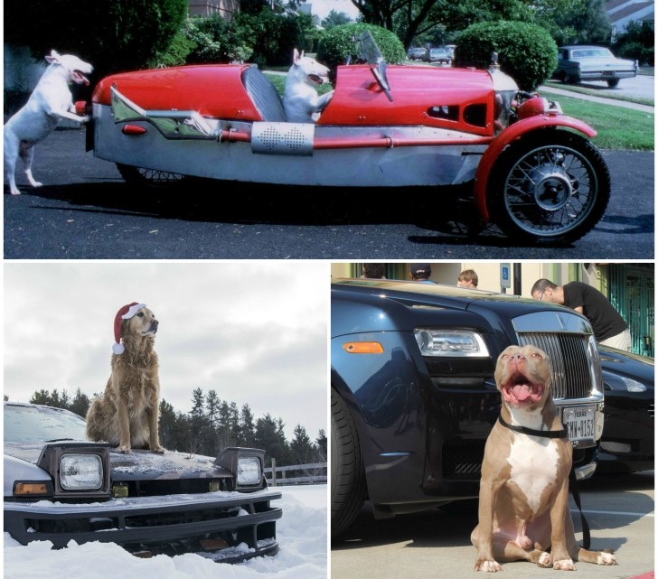 Cars and Dogs