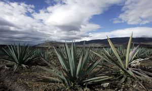 Cars Could Be Powered by Tequila Plant