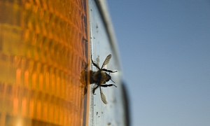 Cars Kill Trillions of Bugs Each Year, Study Reveals
