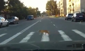 Cat Crossing the Road Properly: on the Crosswalk