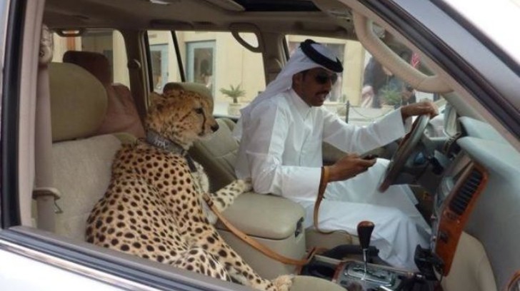 Cheetah riding in car