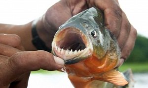 Chef Tries to Fly 40 Frozen Piranhas Into LAX, Succeeds