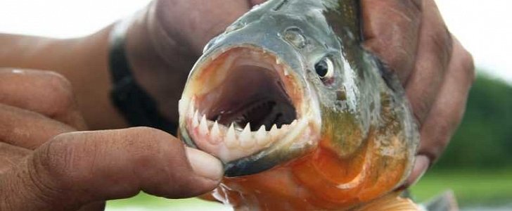 Chef from Peru flies 40 frozen piranhas into LAX