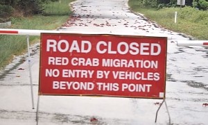 Christmas Island Road Traffic Halted Over Red Crab Migration, Everything Is Fine