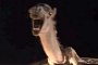 Clip of Camel Trapped Inside Toyota Corolla After Crash Goes Viral
