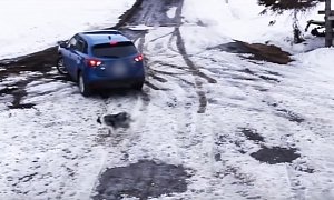 Collie Heroically Saves Chihuahua From Certain Death by Mazda CX-5