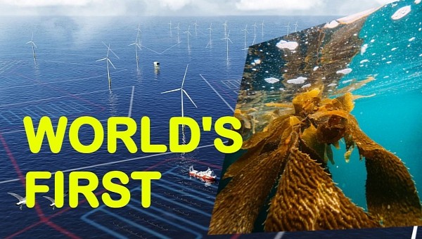 World’s first commercial-scale seaweed farm located between offshore wind turbines